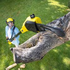 Professional Tree Care in Woodlyn, PA