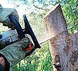 Best Fruit Tree Pruning  in Woodlyn, PA