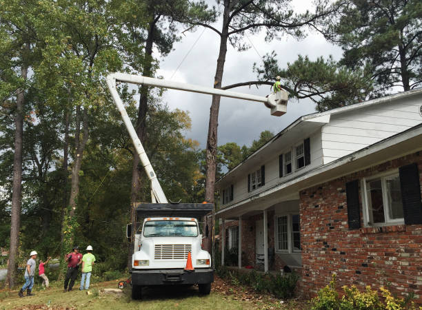 Best Tree Health Inspection  in Woodlyn, PA