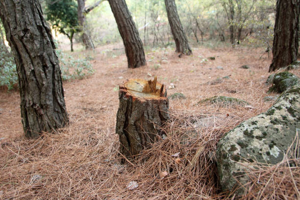 Best Commercial Tree Services  in Woodlyn, PA