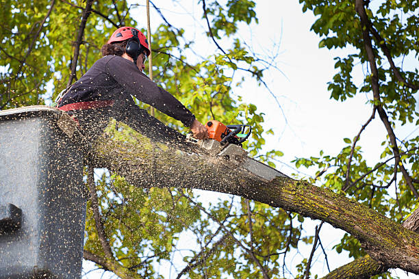 Leaf Removal in Woodlyn, PA