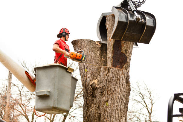 How Our Tree Care Process Works  in  Woodlyn, PA